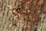 Polished Oligocene Petrified Wood (Pinus) - Australia #247850-1